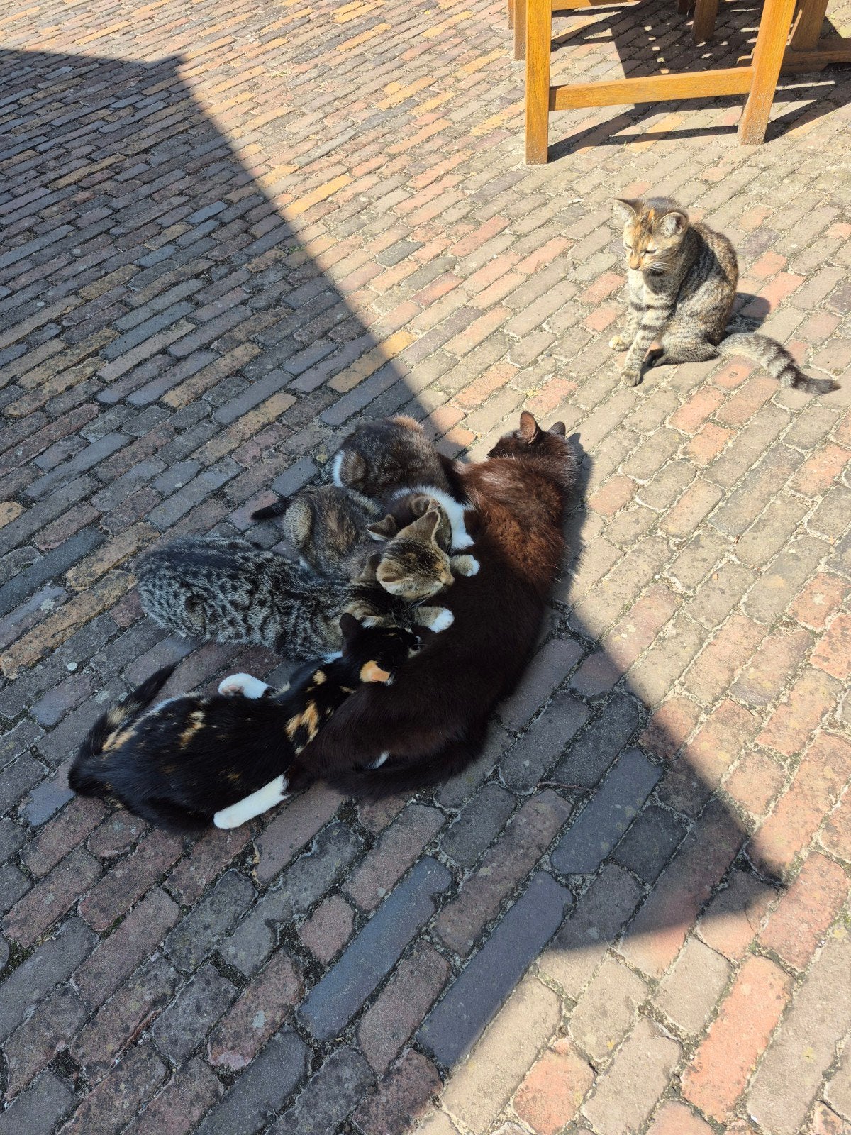 Te koop schattig boerderijkittens., Dieren en Toebehoren, Katten en Kittens | Overige Katten, Poes