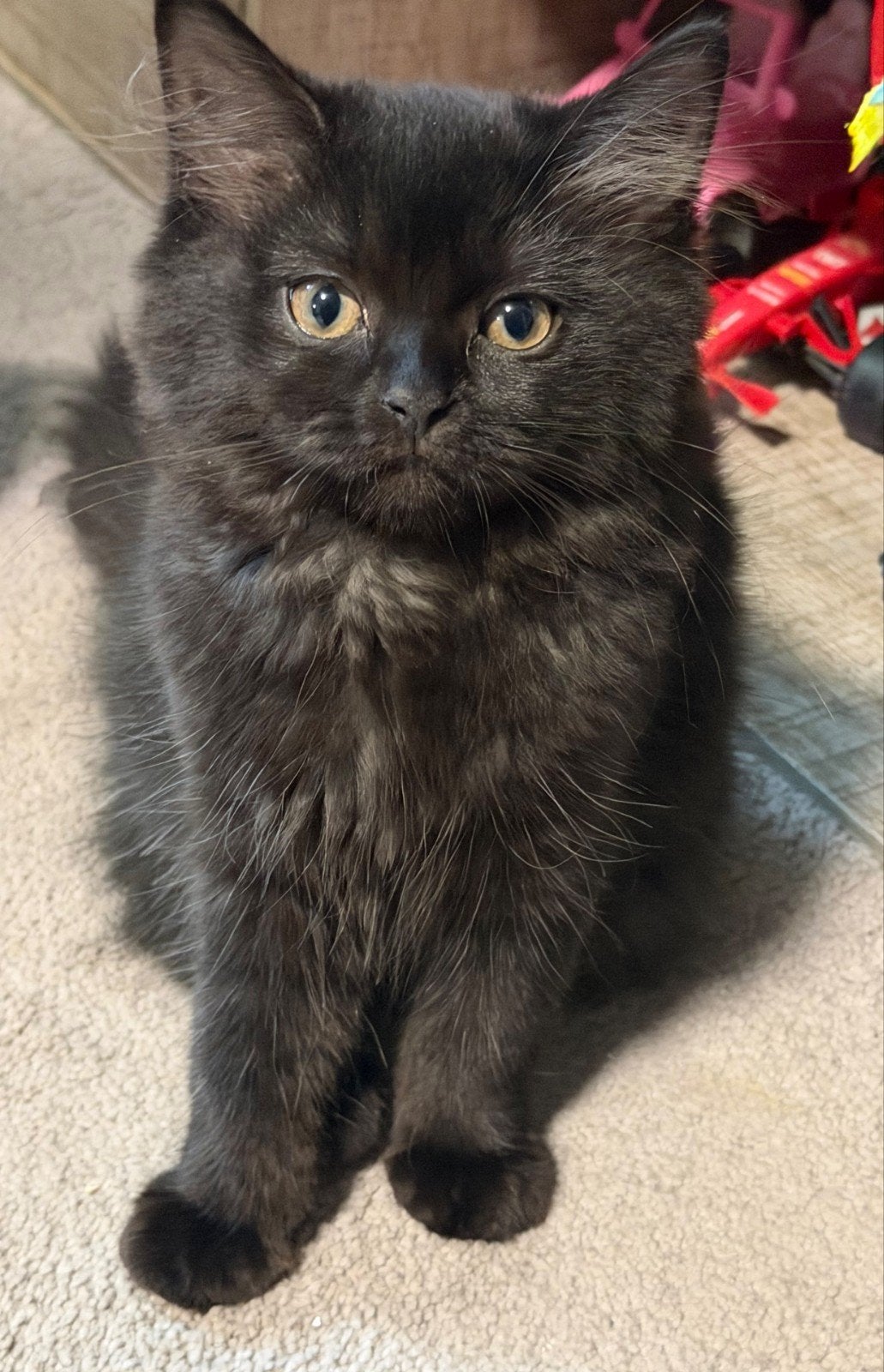 lieve Britse Langhaar, Dieren en Toebehoren, Katten en Kittens | Raskatten | Langhaar, Poes, Gechipt