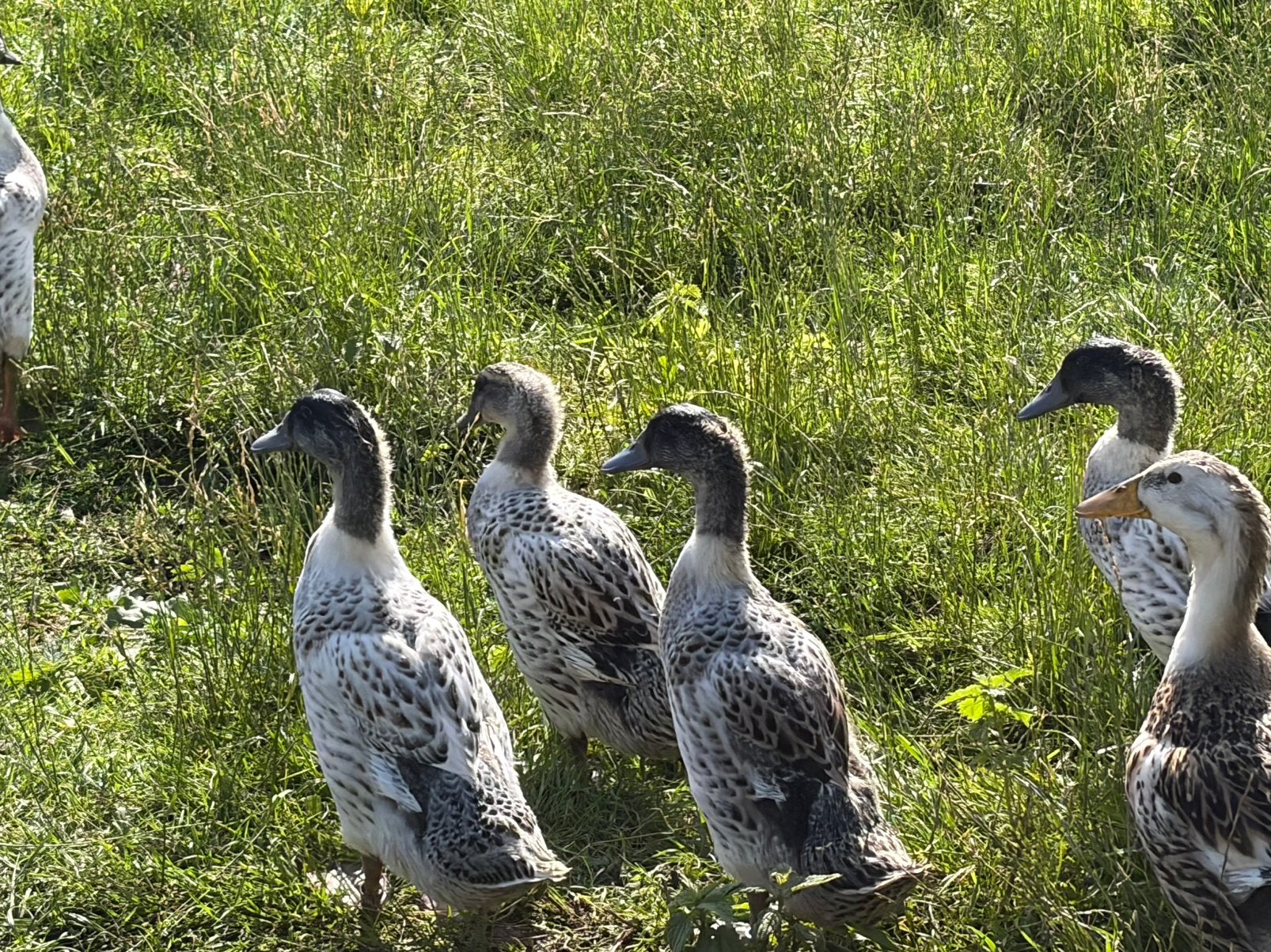 Streicher eenden, Meerdere dieren, Eend