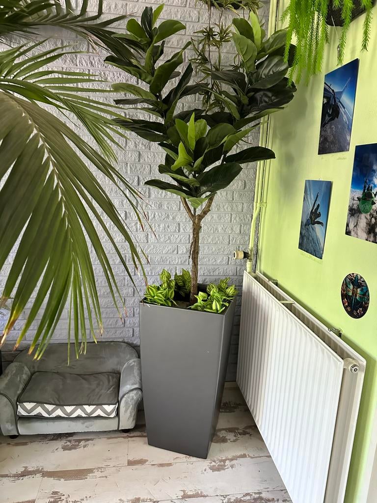 Grote Kunstplant Ficus Lyrata (2m) in stijlvolle grijze pot, Ophalen, Binnen, Groen, Kunstplant