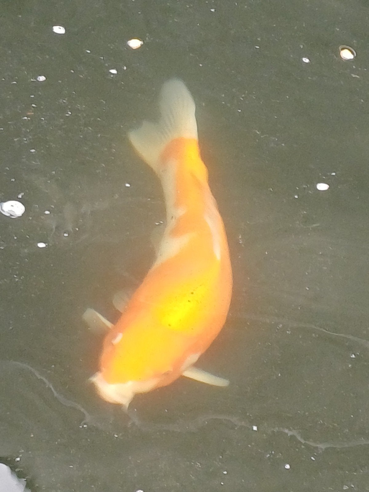 koi te koop, Karper of Koi