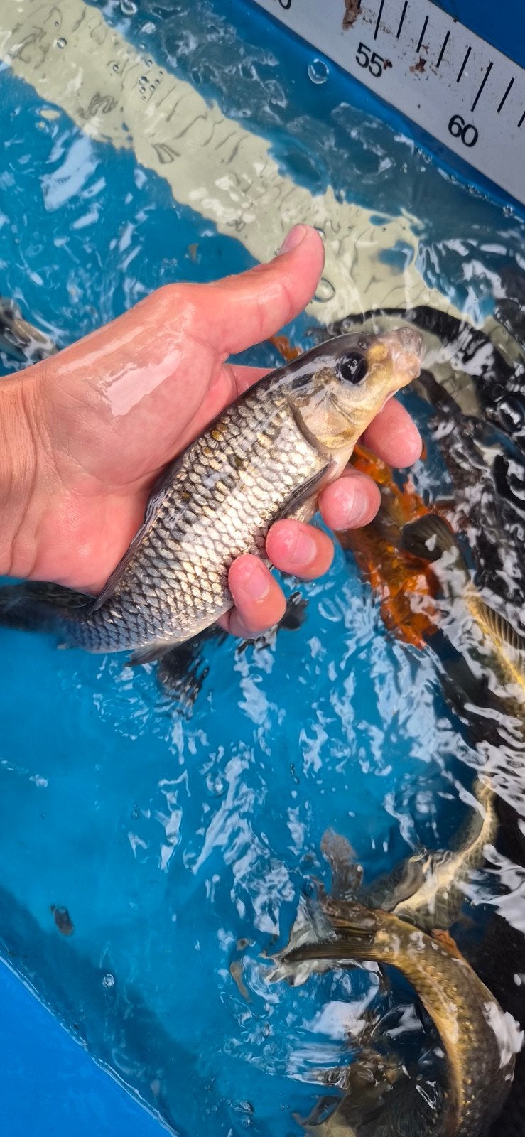 koi, Dieren en Toebehoren, Vissen | Vijvervissen, Karper of Koi