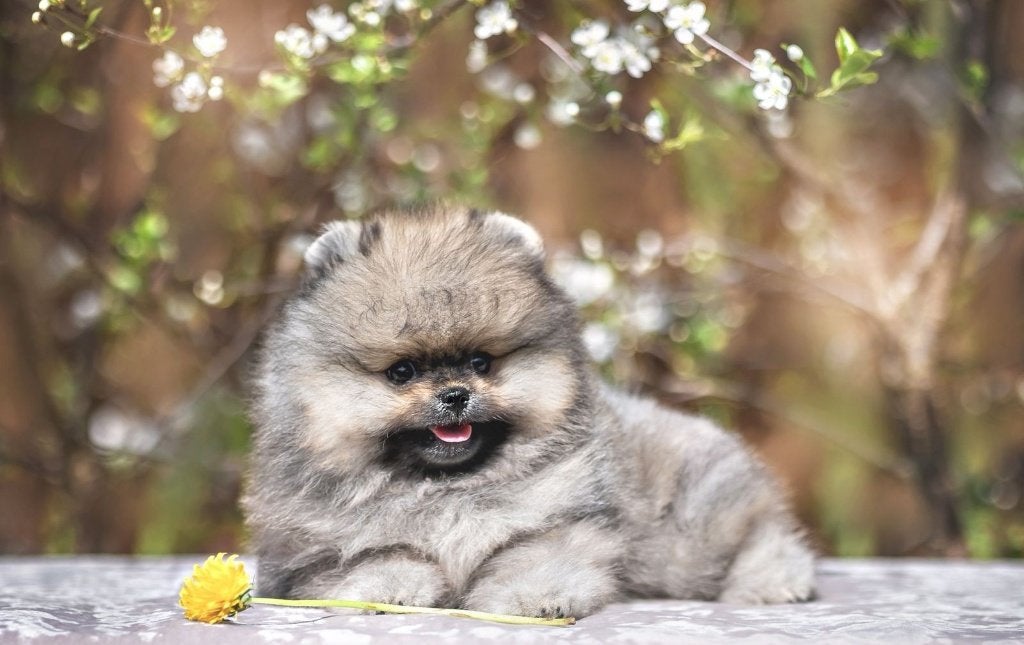 Pomeriaan pup reutje Orange Sable Bear type – reserveren, Dieren en Toebehoren, Honden | Poolhonden, Keeshonden en Oertypen, Nederland