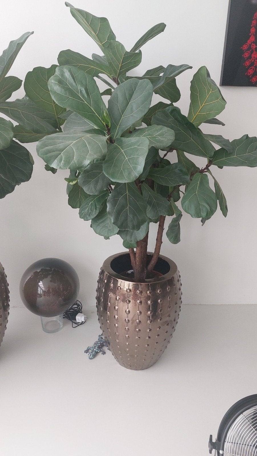 Grote Ficus Lyrata (Tabaksplant) in goud/ bronzen pot, Ophalen of Verzenden