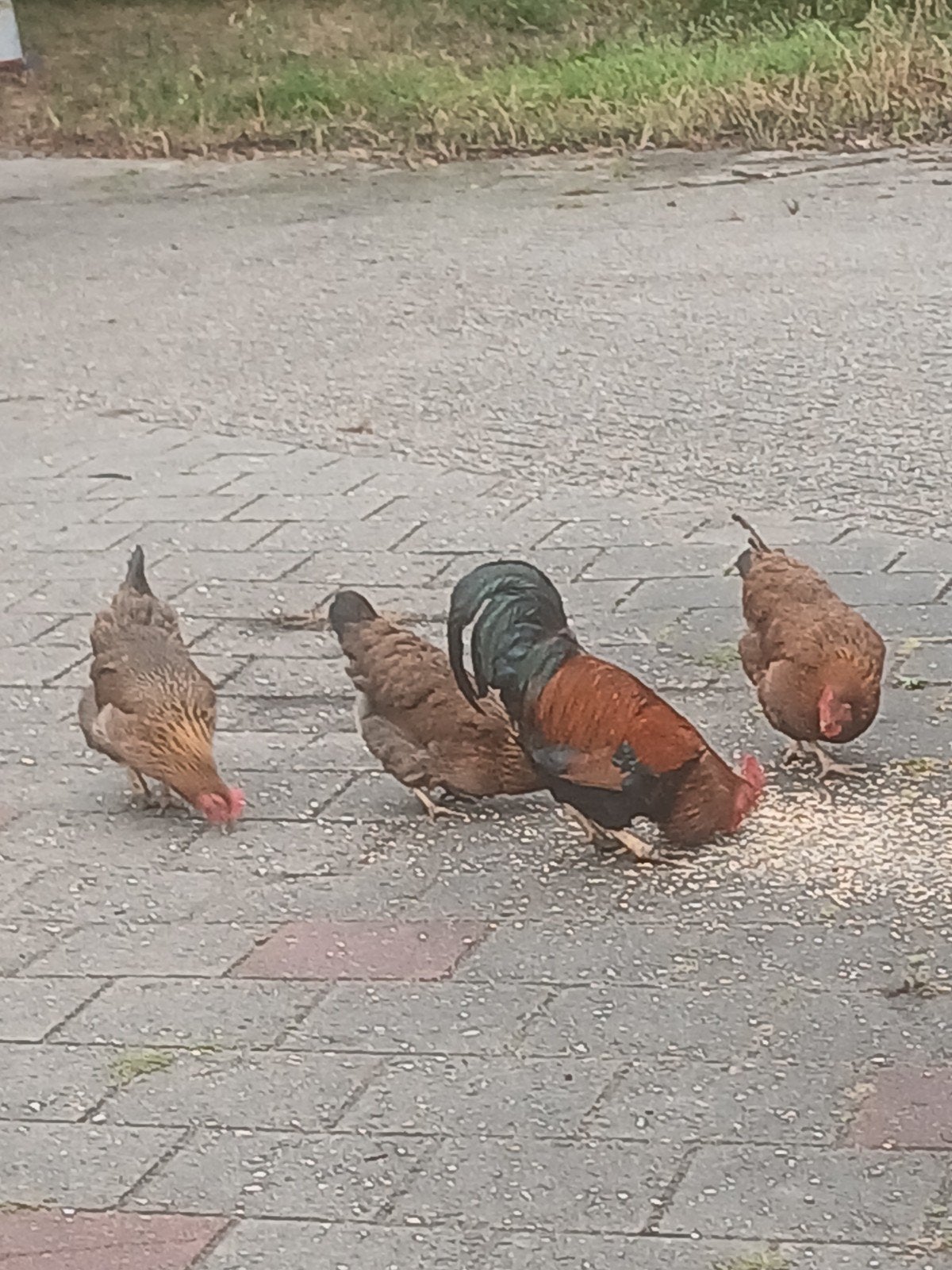 welsummer kuikens groot., Geslacht onbekend, Kip