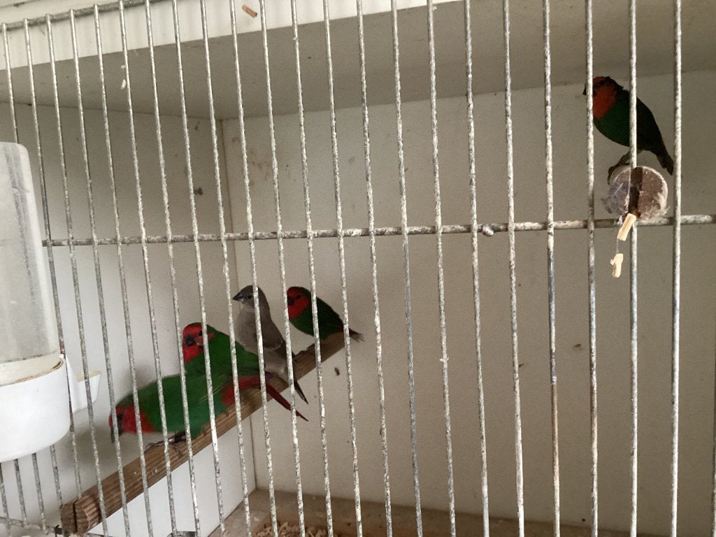 Roodkop papegaai amedine, Dieren en Toebehoren, Vogels | Overige Vogels, Meerdere dieren, Tropenvogel