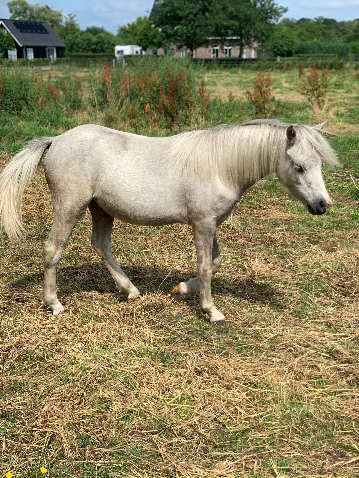 1,5 jarige welsh merrie, Dieren en Toebehoren, Merrie, A pony (tot 1.17m), 0 tot 2 jaar