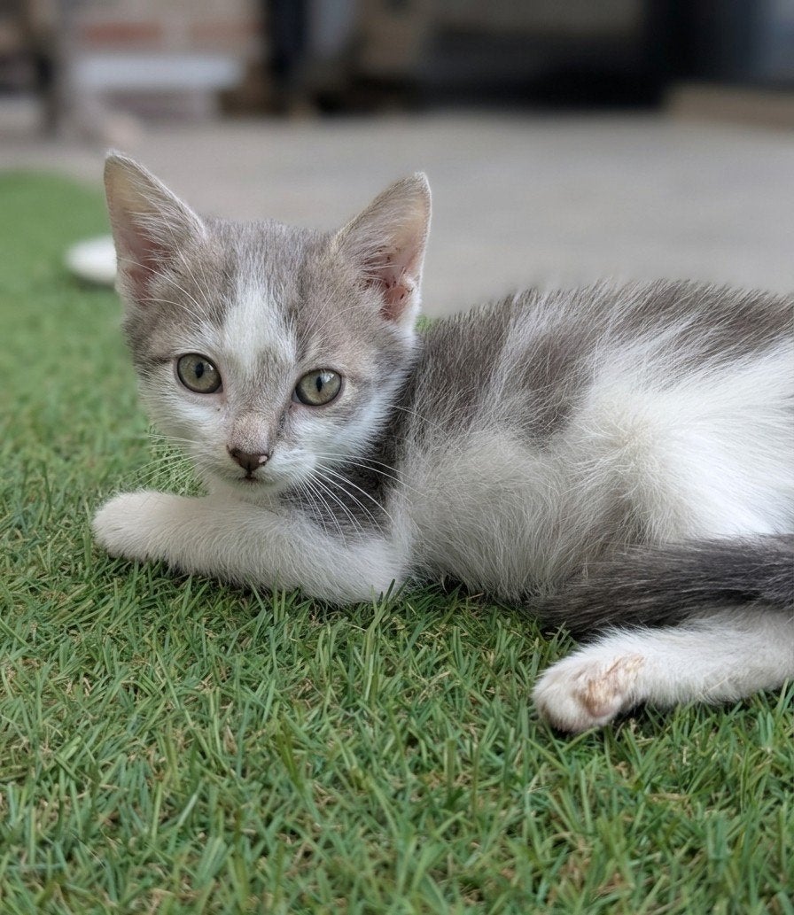 half-ras Maine Coon, Meerdere dieren, Ontwormd