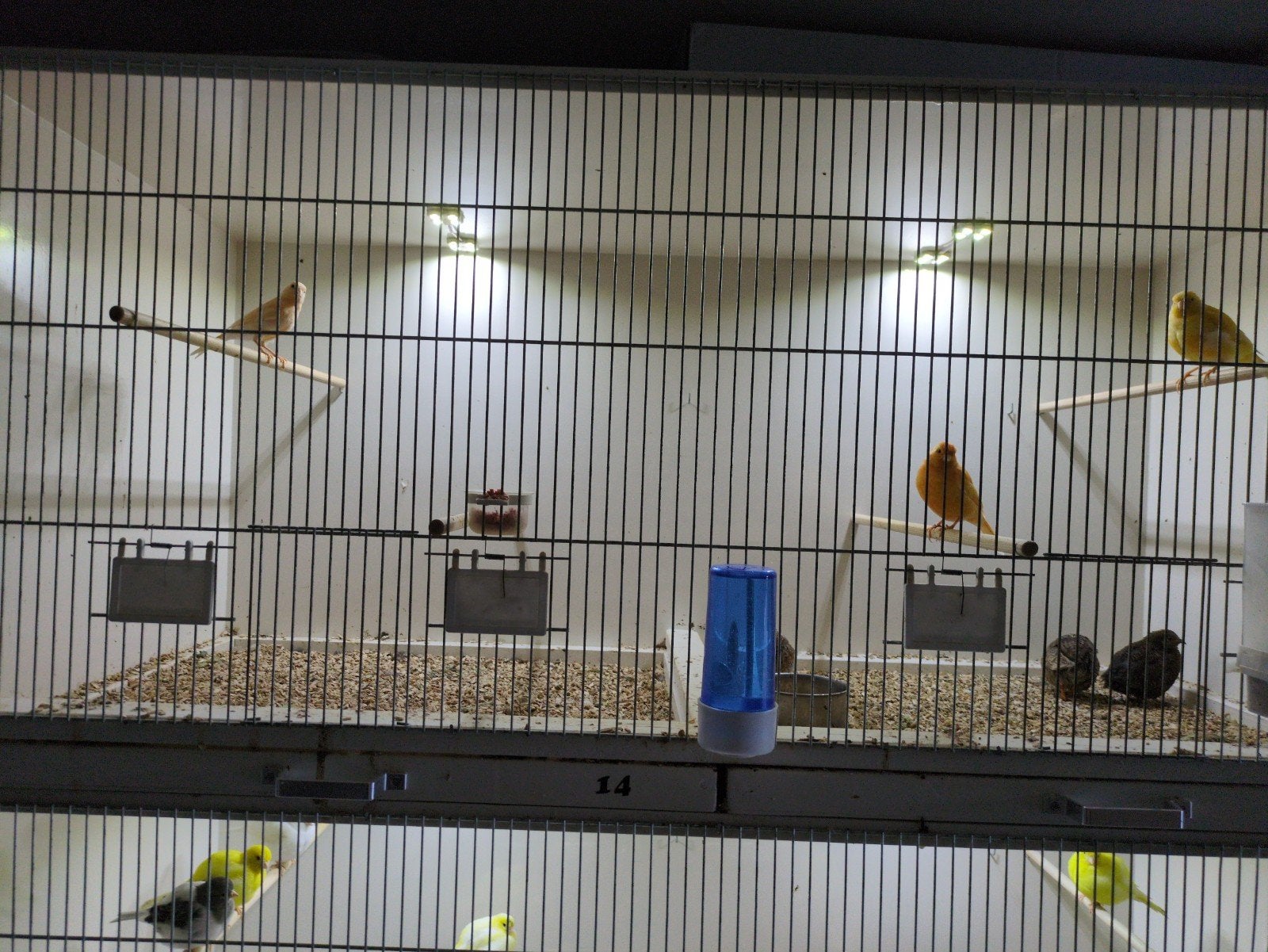 kanarie pop oranje en zalmkleur, Dieren en Toebehoren