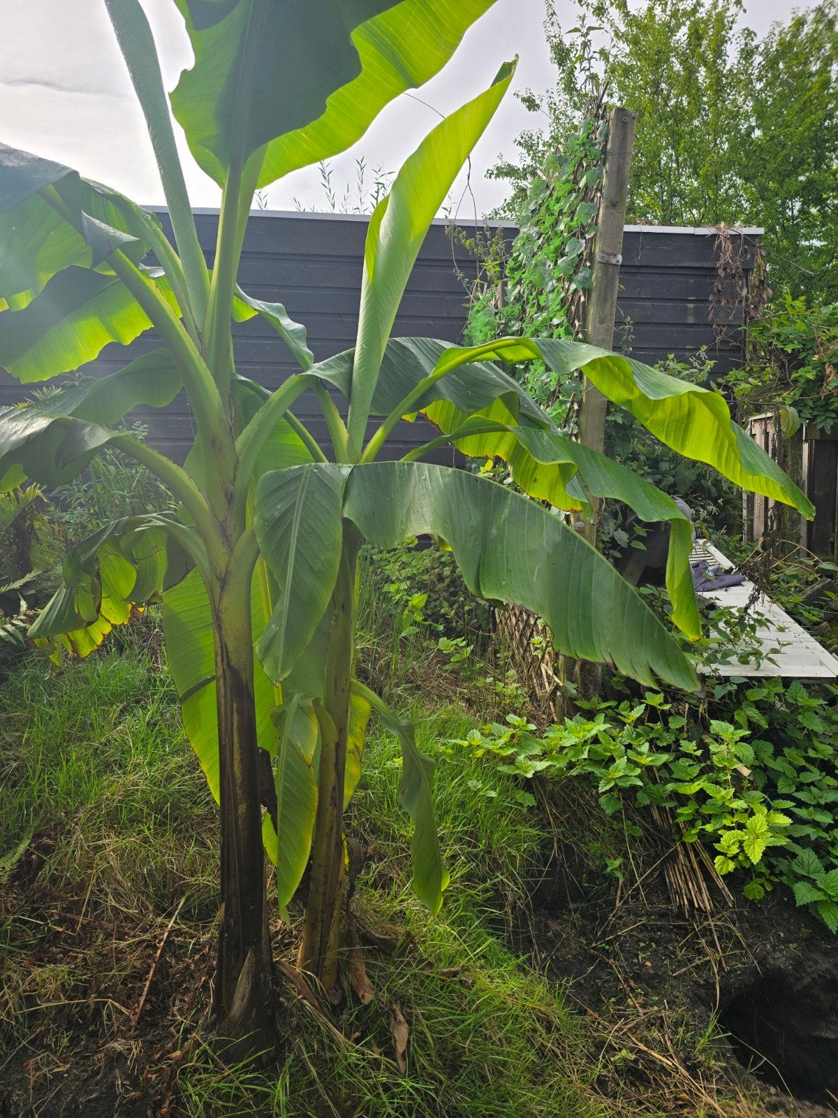 Winterharde Banaan, Ophalen, Overige soorten, Volle zon