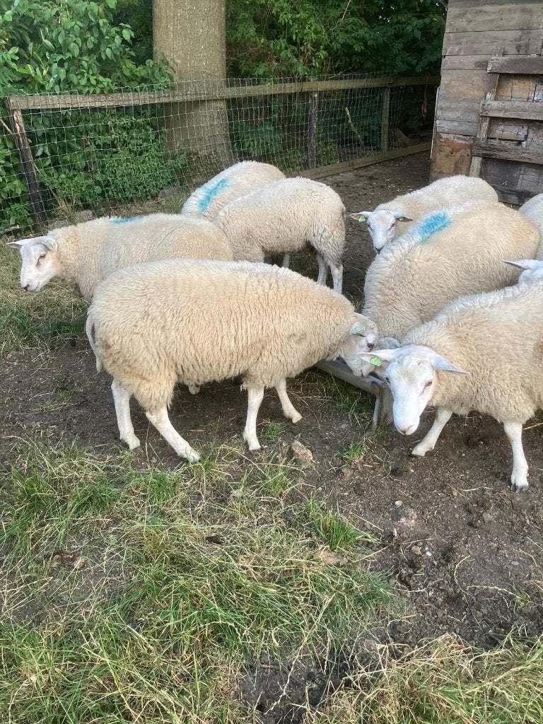 schapen , Swifter rammen, zwoeger/scrapievrij, dubbel Miomax, Dieren en Toebehoren, Schapen, Geiten en Varkens, Mannelijk, Schaap