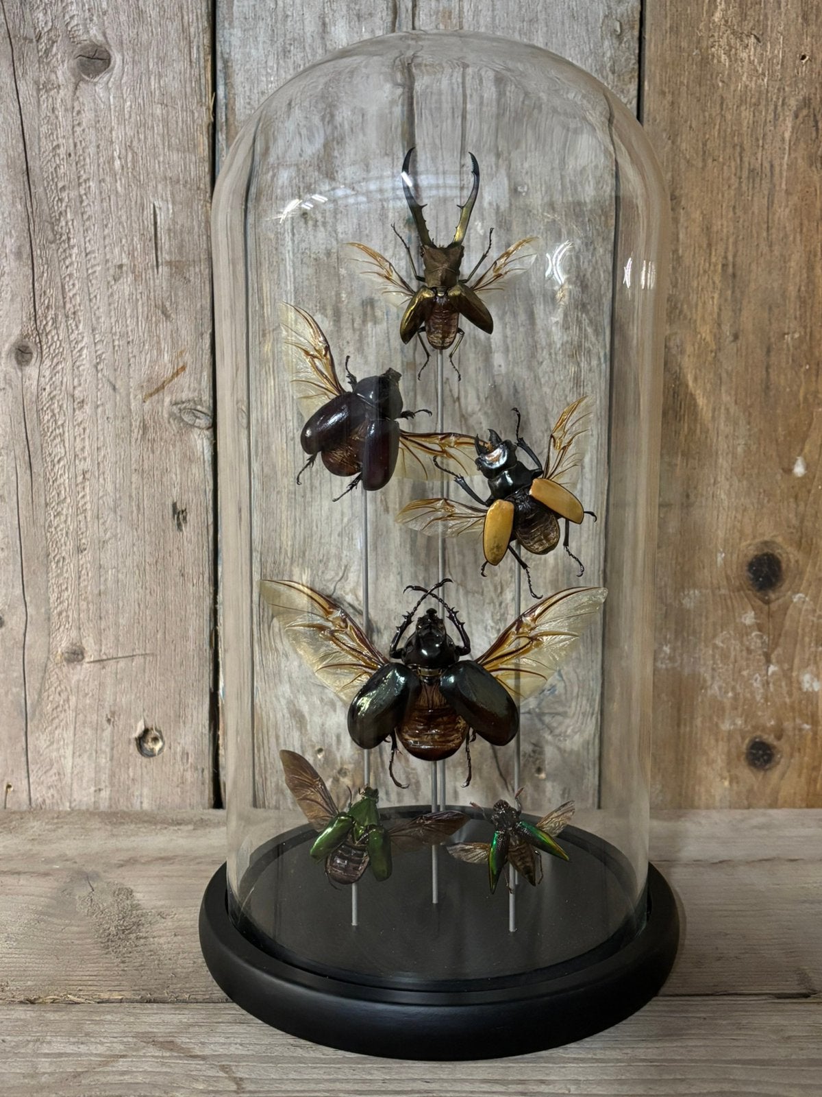 Mooie stolp met diverse insecten!, Ophalen of Verzenden, Nieuw, Insect, Opgezet dier