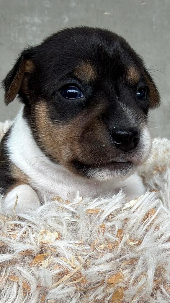 Jack russel, Dieren en Toebehoren, Honden | Jack Russells en Terriërs, België, Particulier, Jack Russell Terriër, 8 tot 15 weken
