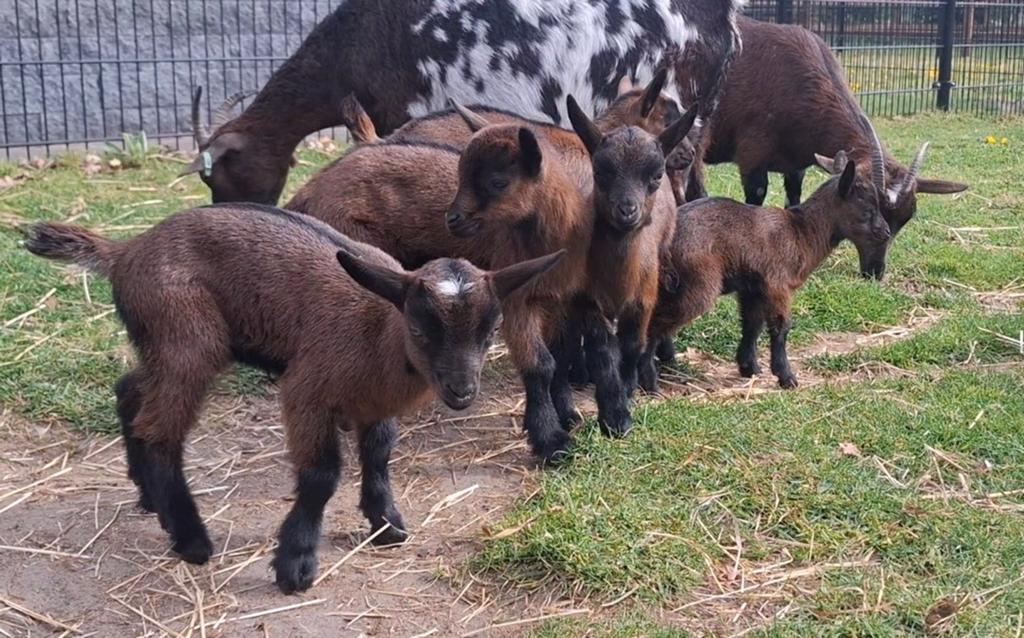 Jonge dwerggeiten te koop, Dieren en Toebehoren, Schapen, Geiten en Varkens, Meerdere dieren, Geit