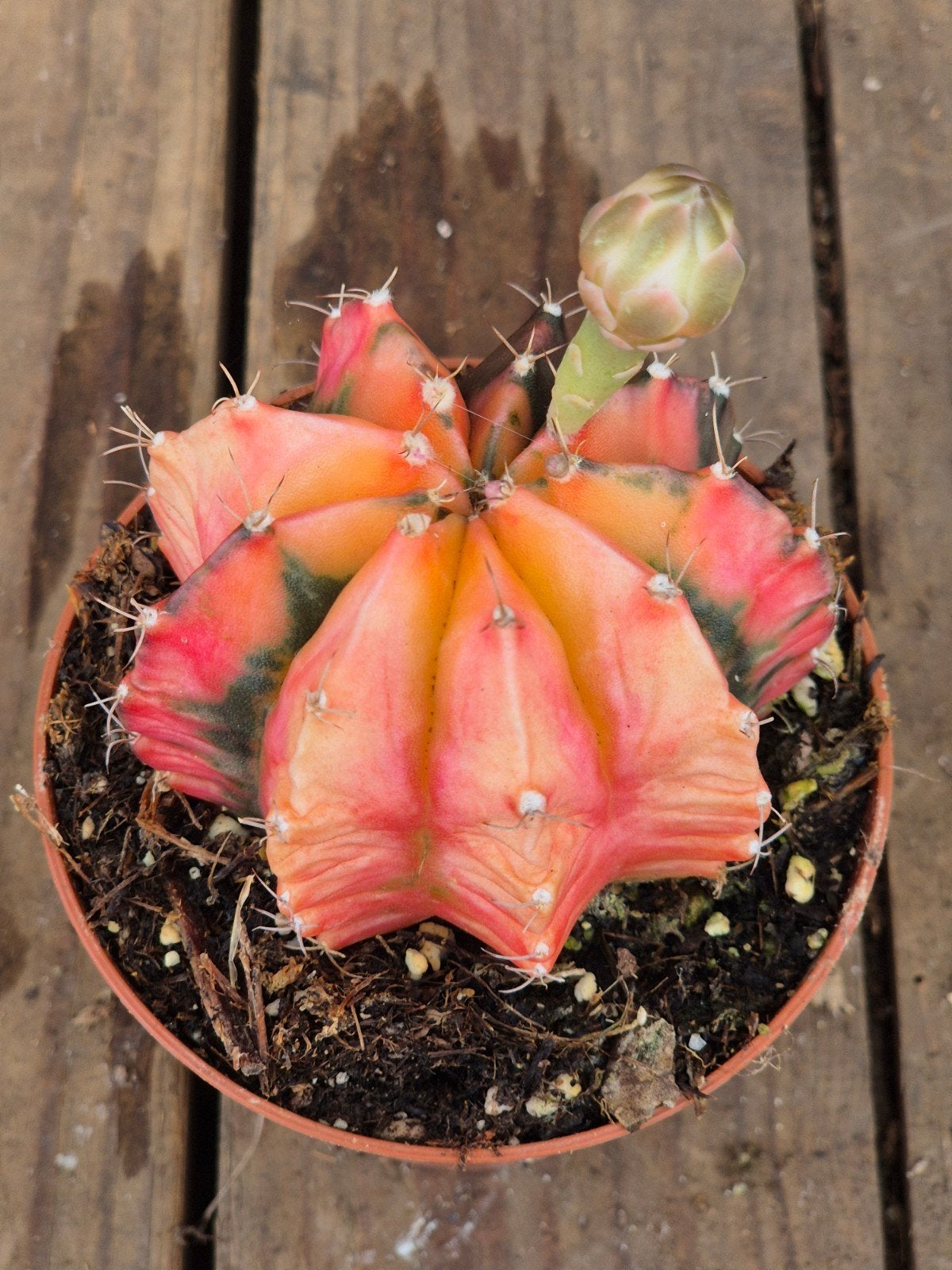 Cactus Gymnocalycium Mihanovichii p8 (24), Ophalen of Verzenden, Cactus, Volle zon, Minder dan 100 cm