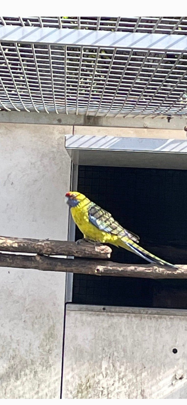 Gevraagd geelbuik rosella pop, Dieren en Toebehoren, Vrouwelijk, Parkiet