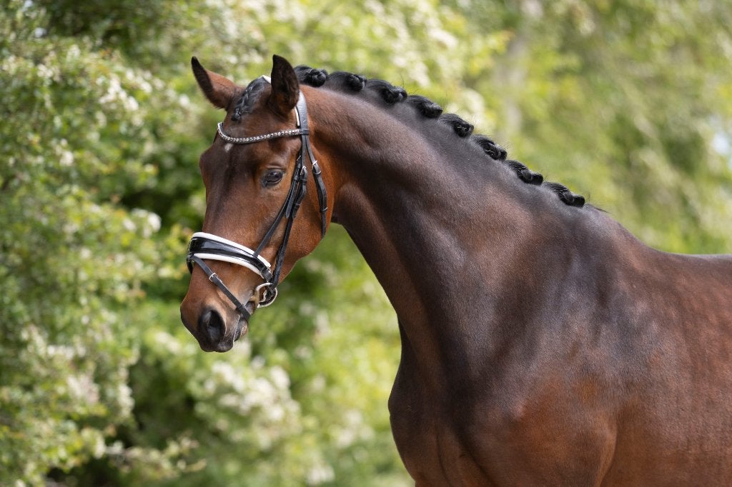 4 jarige kwpn merrie, Dieren en Toebehoren, Paarden, Merrie, Met stamboom, Dressuurpaard, 3 tot 6 jaar