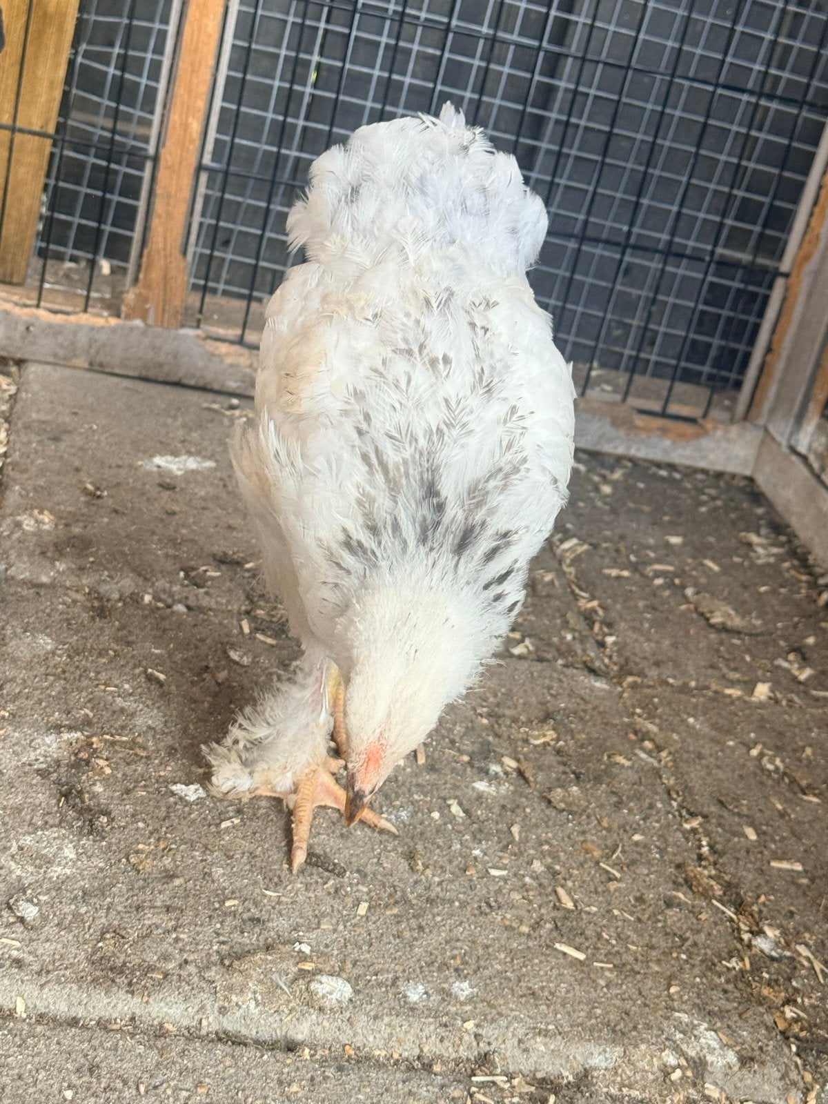 Brahma’s, Dieren en Toebehoren, Pluimvee, Vrouwelijk, Kip