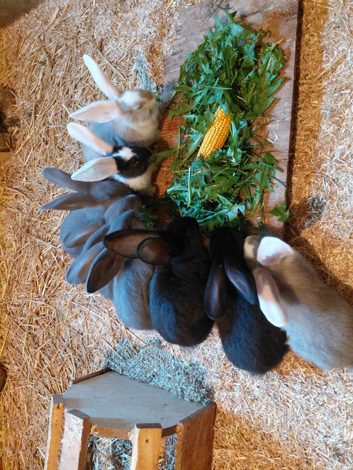 nog 3 duitse reuzen rammen!, Dieren en Toebehoren, Mannelijk, Middelgroot, 0 tot 2 jaar
