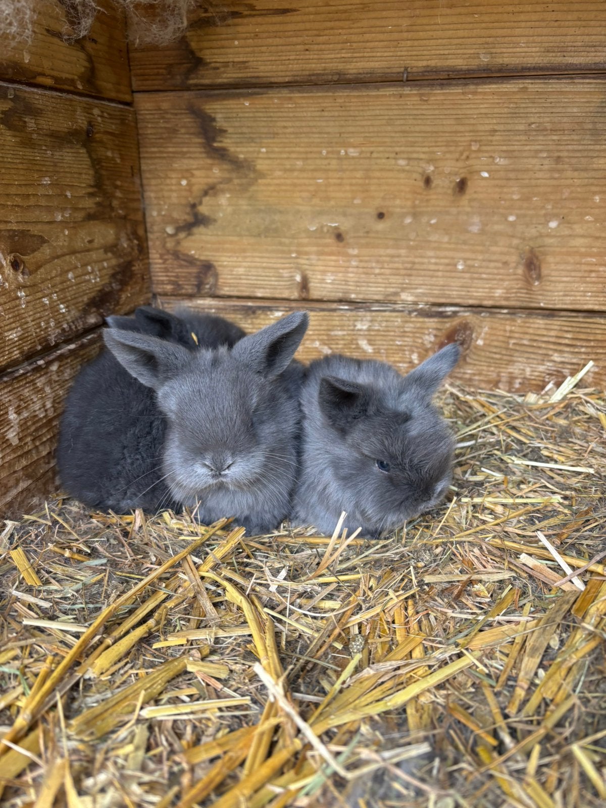 Lieve hangoor konijntjes, Dieren en Toebehoren, Meerdere dieren, Hangoor