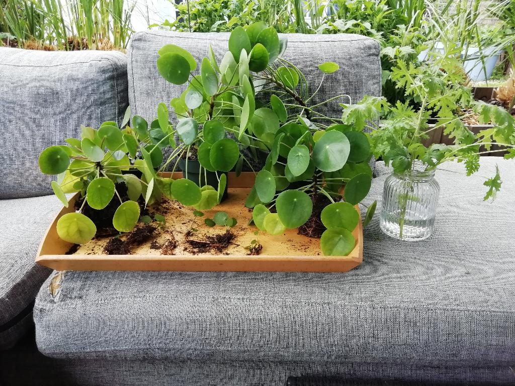 Pannenkoekplant en citroenplant, Huis en Inrichting, Kamerplanten, Ophalen, Overige soorten, Halfschaduw, Minder dan 100 cm