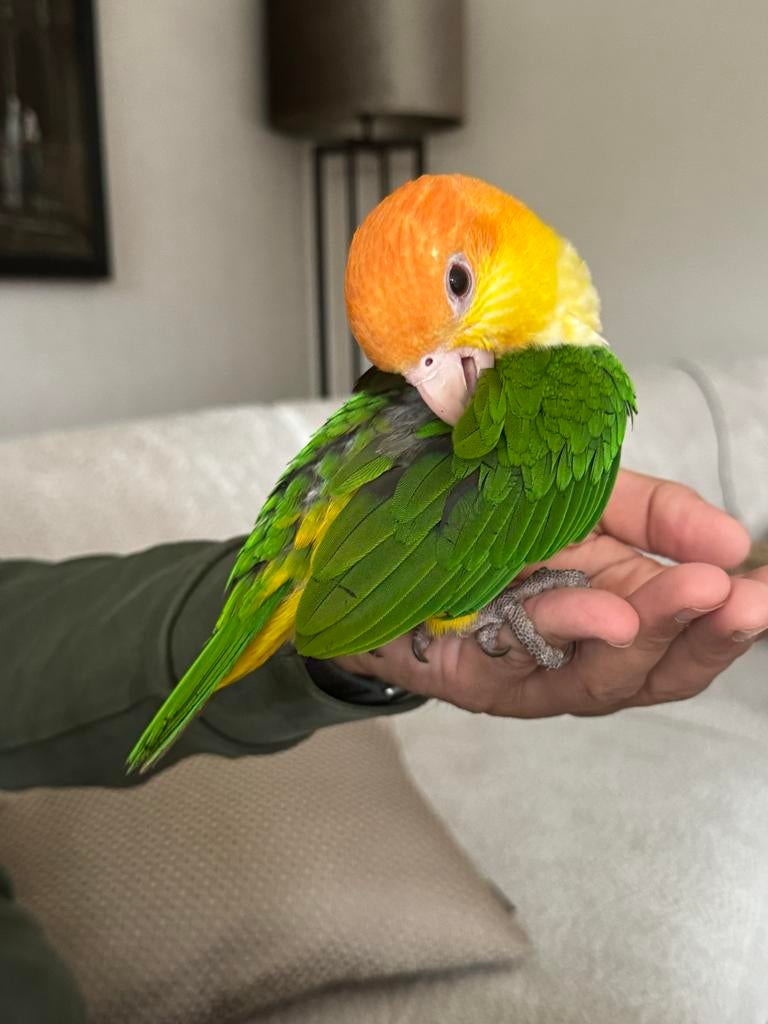 Tamme roestkop caique mannetje, Dieren en Toebehoren, Mannelijk, Papegaai, Geringd