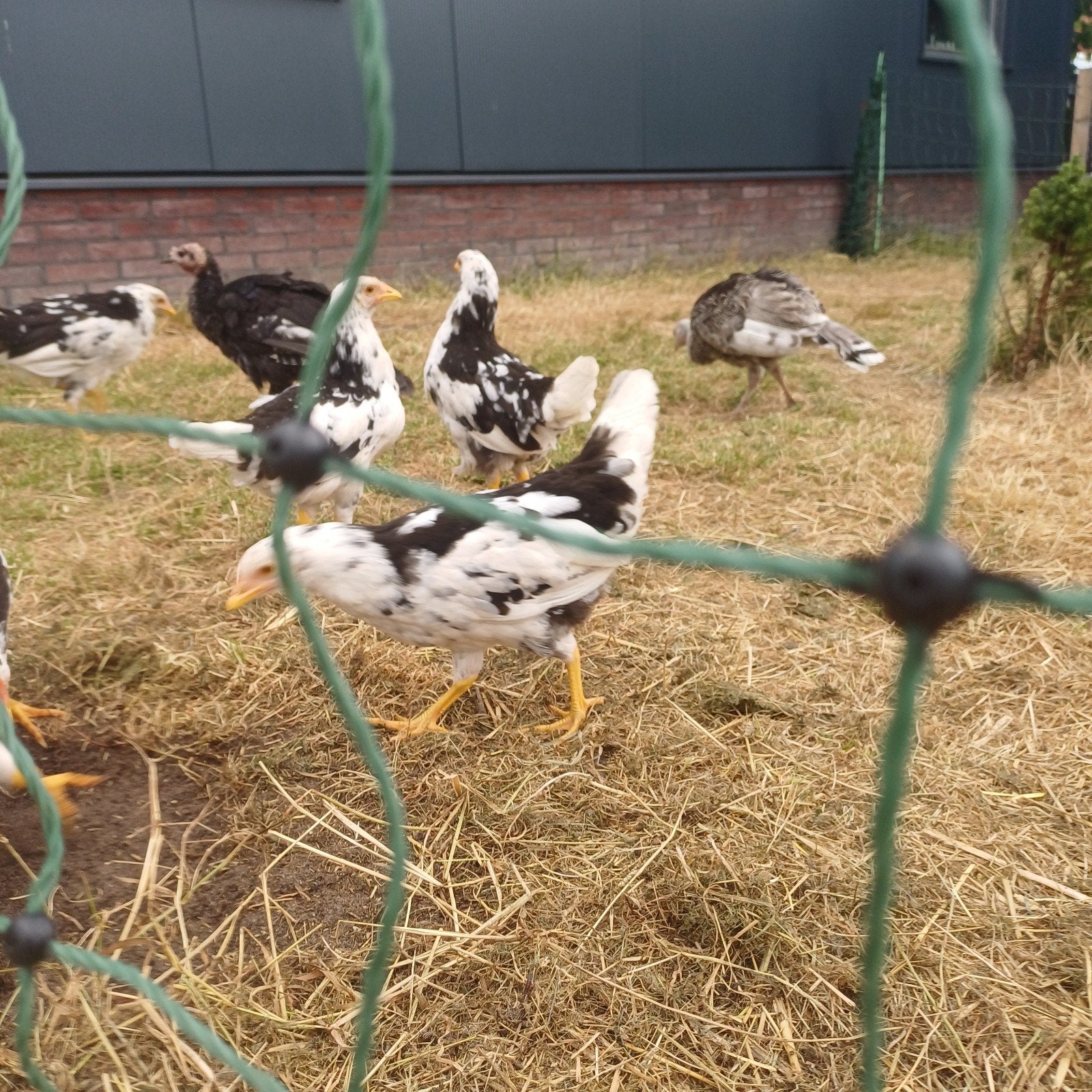 Bonte leghorn kippen, Meerdere dieren, Kip