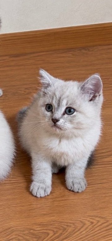 Britse Korthaar kittens, Meerdere dieren, Ontwormd
