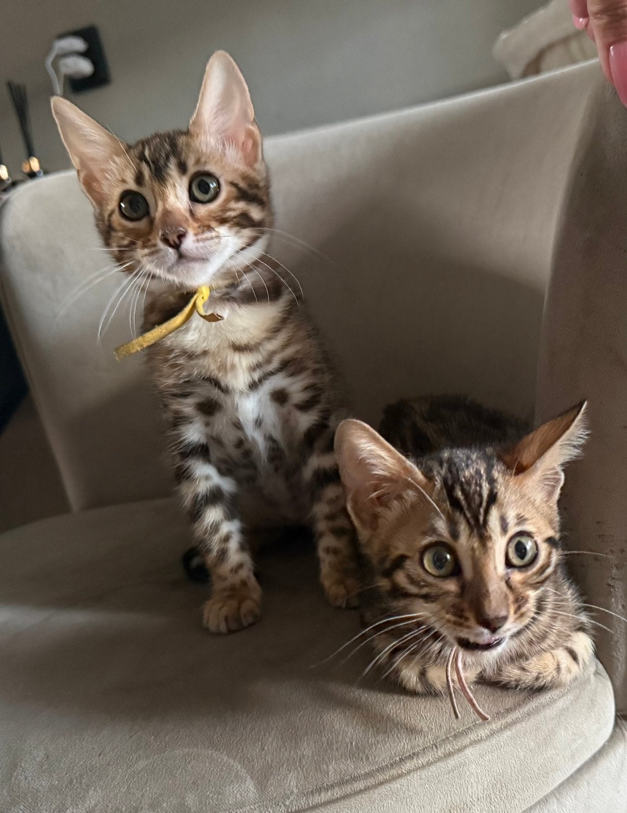 2 ontzettend lieve bengaal kittens, mogen verhuizen!, Meerdere dieren