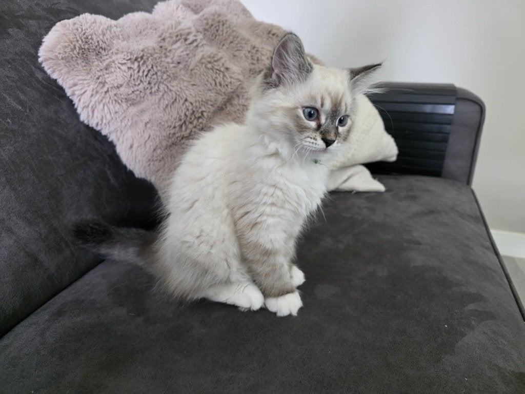 Neva Masquerade kittens, Meerdere dieren, Gechipt, 0 tot 2 jaar
