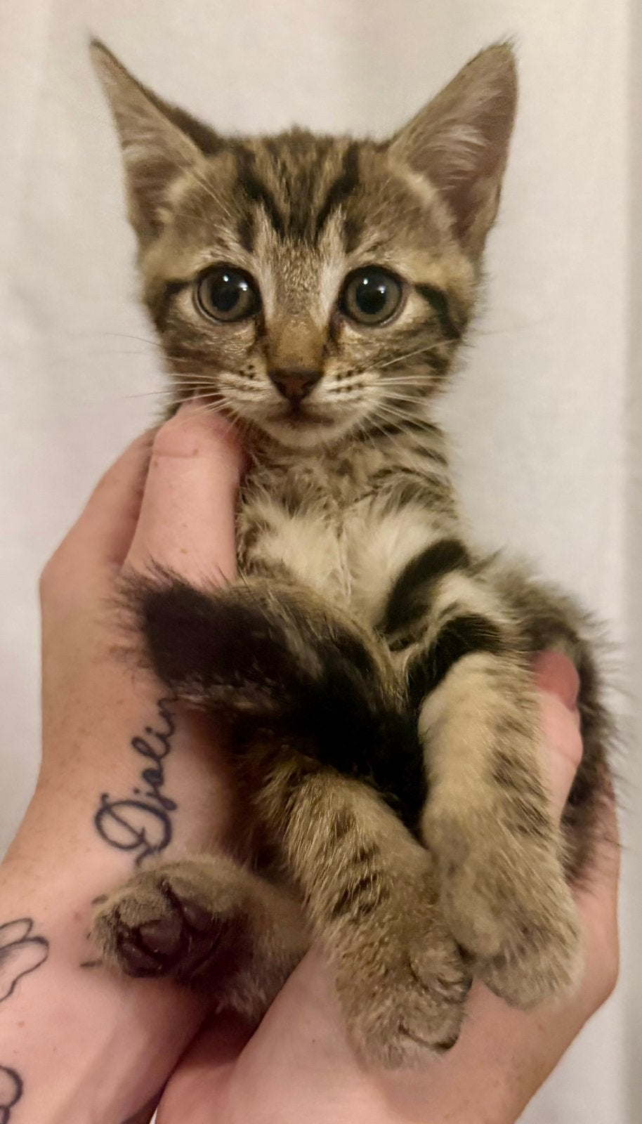 Super lieve sociale kittens, Dieren en Toebehoren, Meerdere dieren, Ontwormd, 0 tot 2 jaar