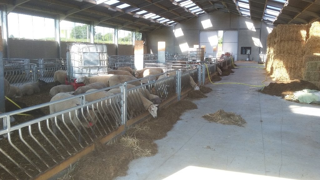 Zelfsluitende voerhekken, Meerdere dieren, Schaap
