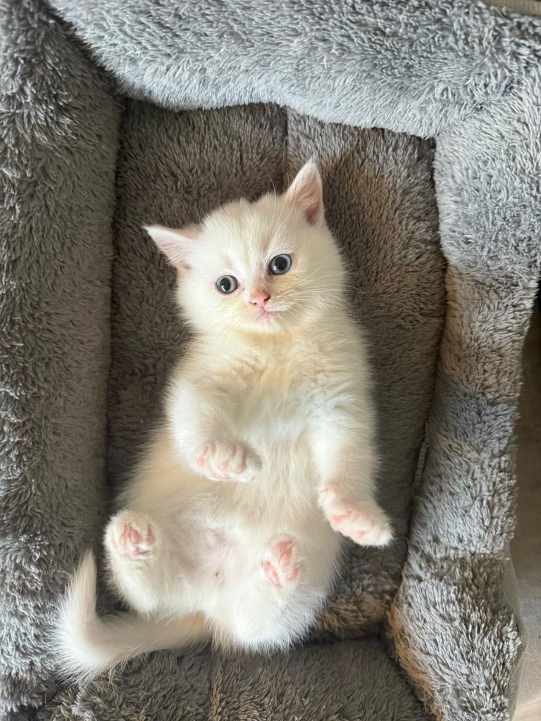 Britse korthaar kittens poesjes, Kater, Ontwormd