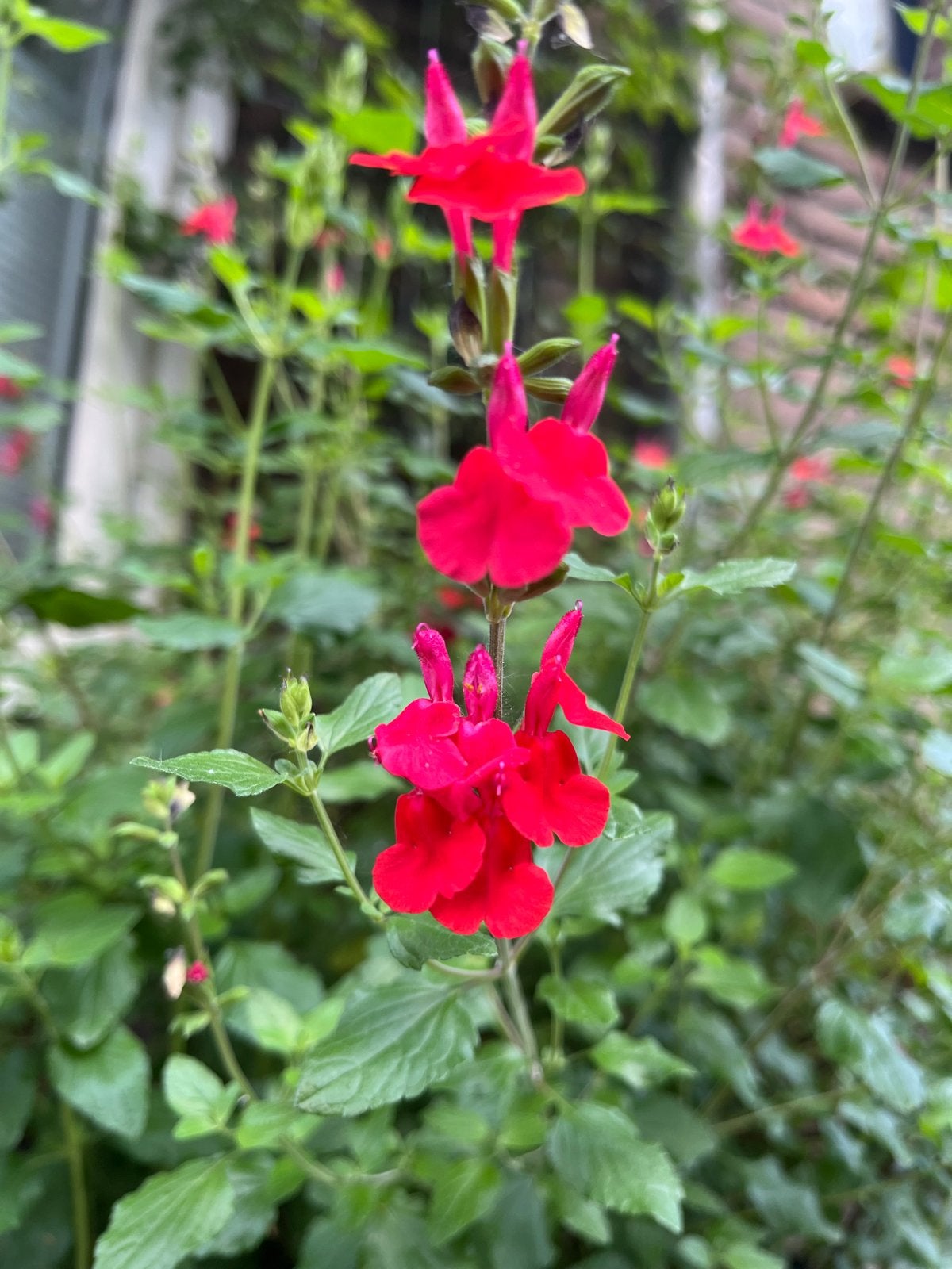 Rode Salie salvia Plantjes - Biologisch & Bijvriendelijk, Volle zon, Vaste plant, Ophalen of Verzenden, Kruiden