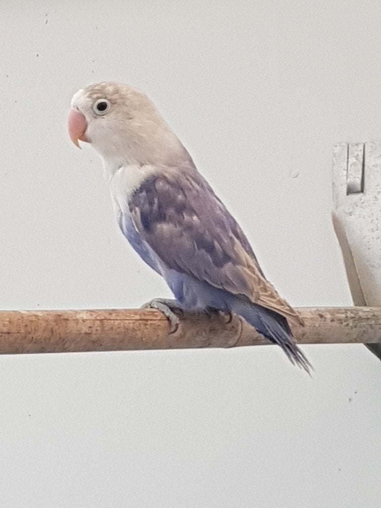 Fischerie, Dieren en Toebehoren, Meerdere dieren, Dwergpapegaai of Agapornis, Geringd