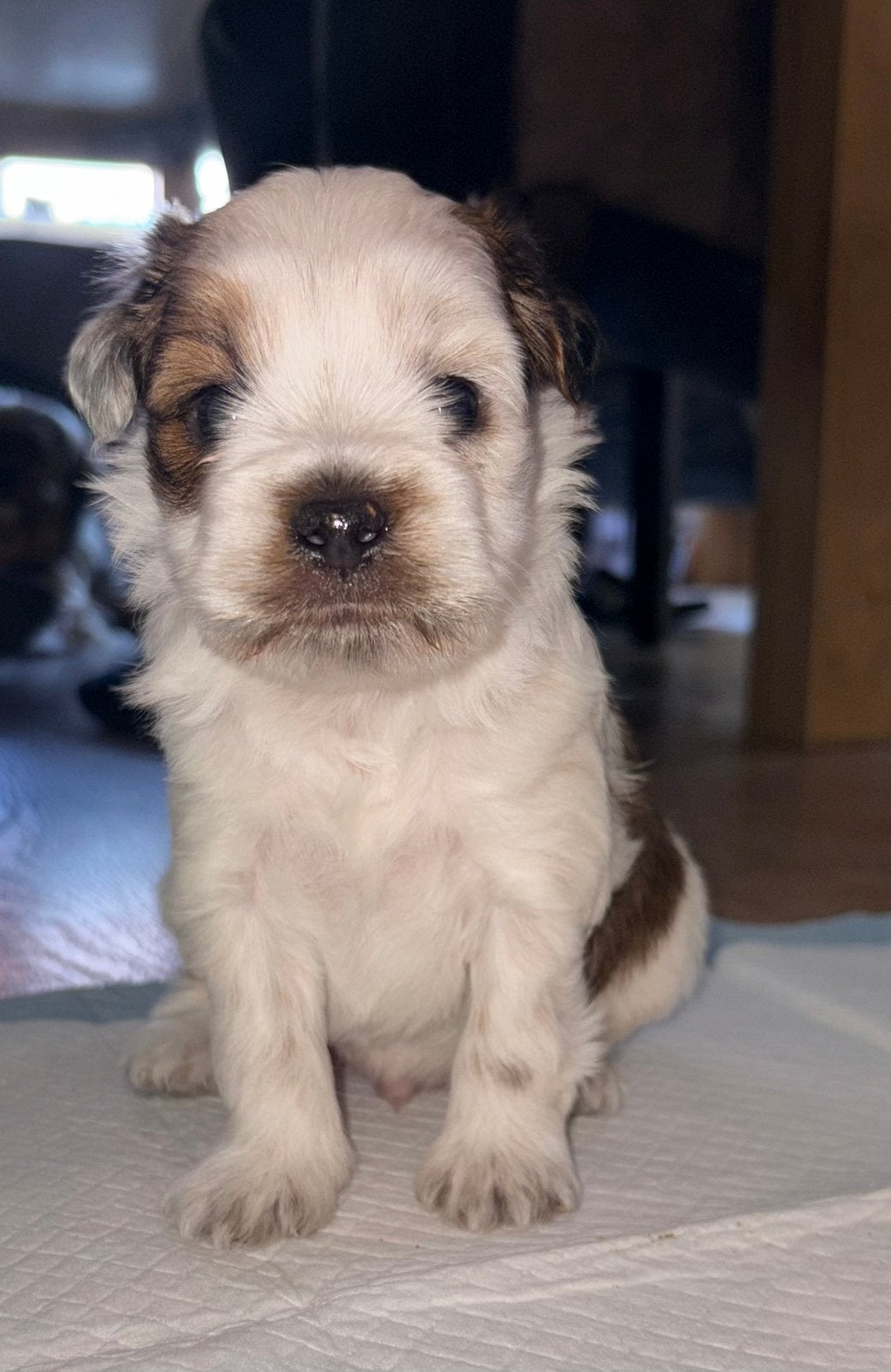 Boomer pups nog 1 reutje, Overige rassen, 8 tot 15 weken, Meerdere, Meerdere dieren