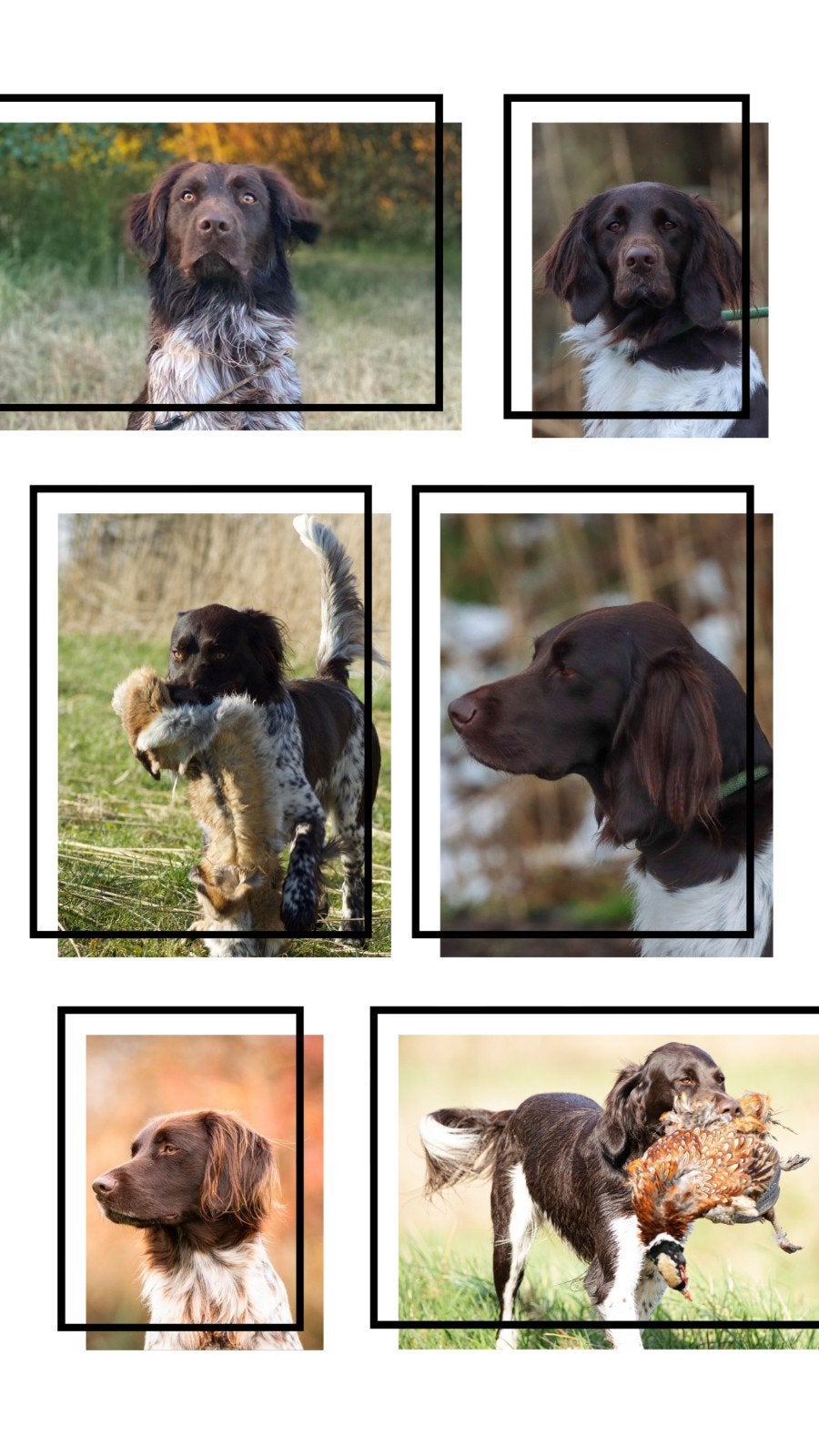 Aangeboden prachtige Heidewachtel Puppy's, 8 tot 15 weken, Meerdere, Meerdere dieren, Nederland