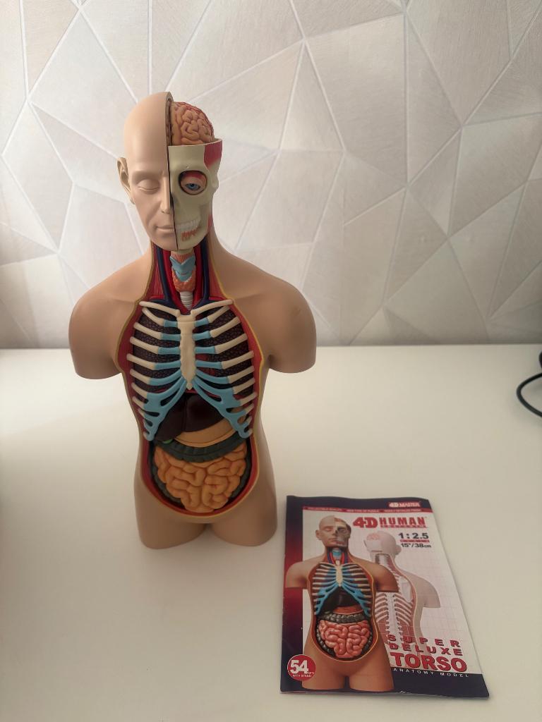 4D anatomie model Torso, Ophalen of Verzenden, Zo goed als nieuw