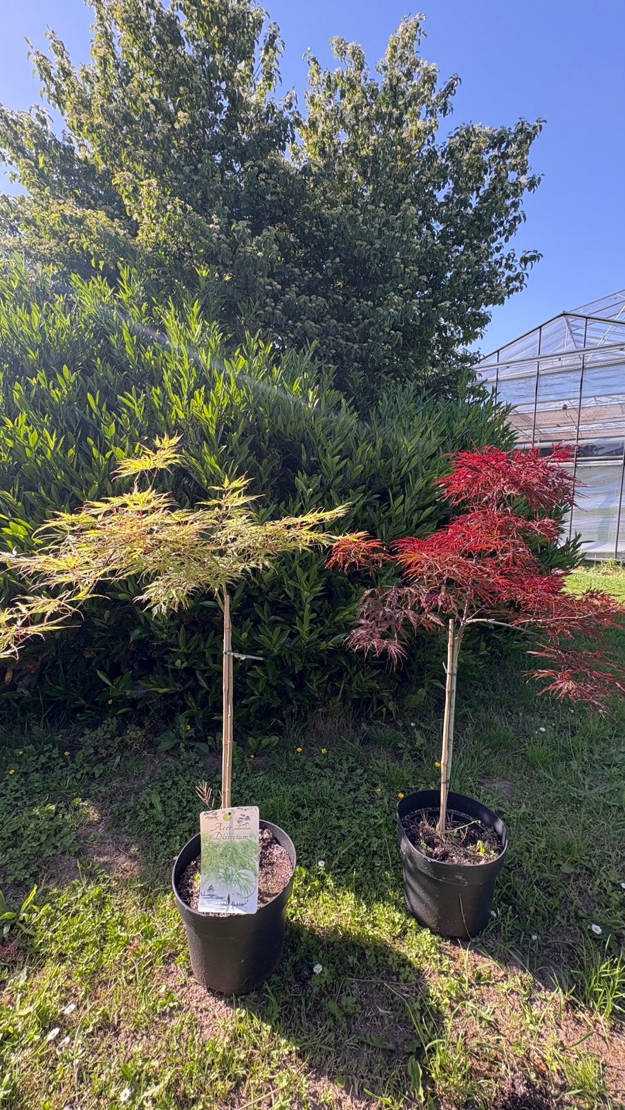 Japanse esdoorns op stammetje gekweekt, Tuin en Terras, Planten | Bomen, Ophalen of Verzenden, Bloeit niet, Halfschaduw, Overige soorten
