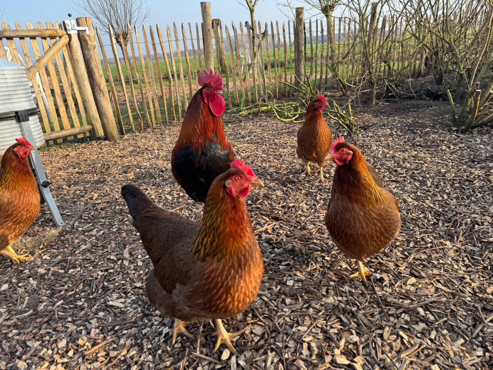 Broedeieren van prachtige Welsumer kippen, Dieren en Toebehoren, Pluimvee, Vrouwelijk, Kip