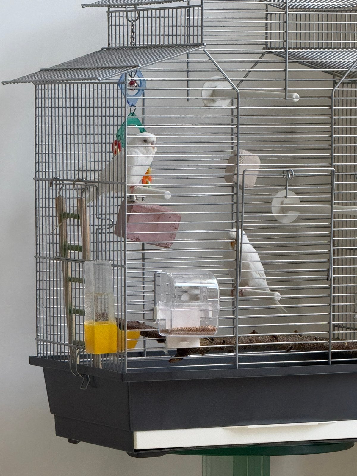 Albino grasparkiet 2x 8 weken oud mannetje, Ophalen, Zo goed als nieuw, Hout, Vogelkooi