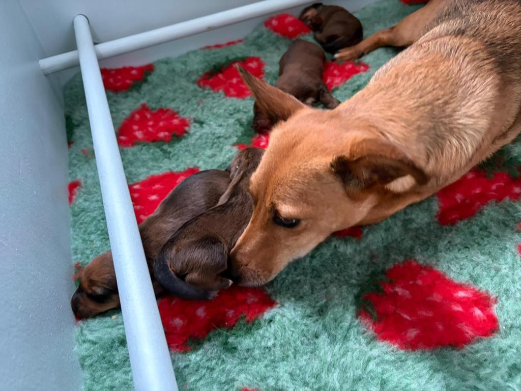 Teckel kruising pups, Dieren en Toebehoren, 8 tot 15 weken, Parvo, Meerdere, Meerdere dieren