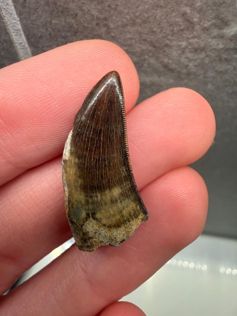 *GEM* Nanotyrannus tand, Ophalen of Verzenden, Fossiel