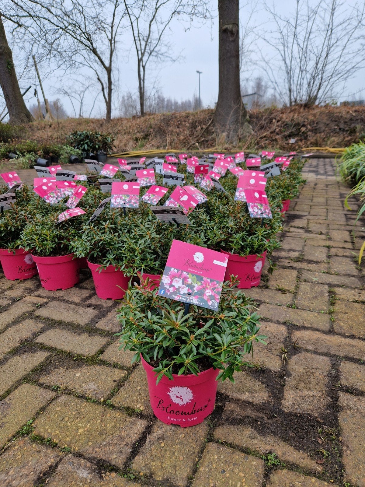 Bloombux Rhododendron - Roze en Magenta Bloemen, Tuin en Terras, Vaste plant, Halfschaduw, Lente, Ophalen
