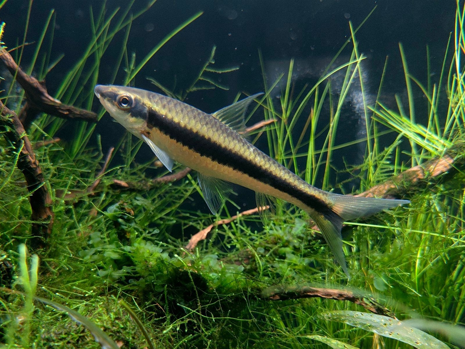 Grote Siamese Algeneter 10 cm – Crossocheilus siamensis