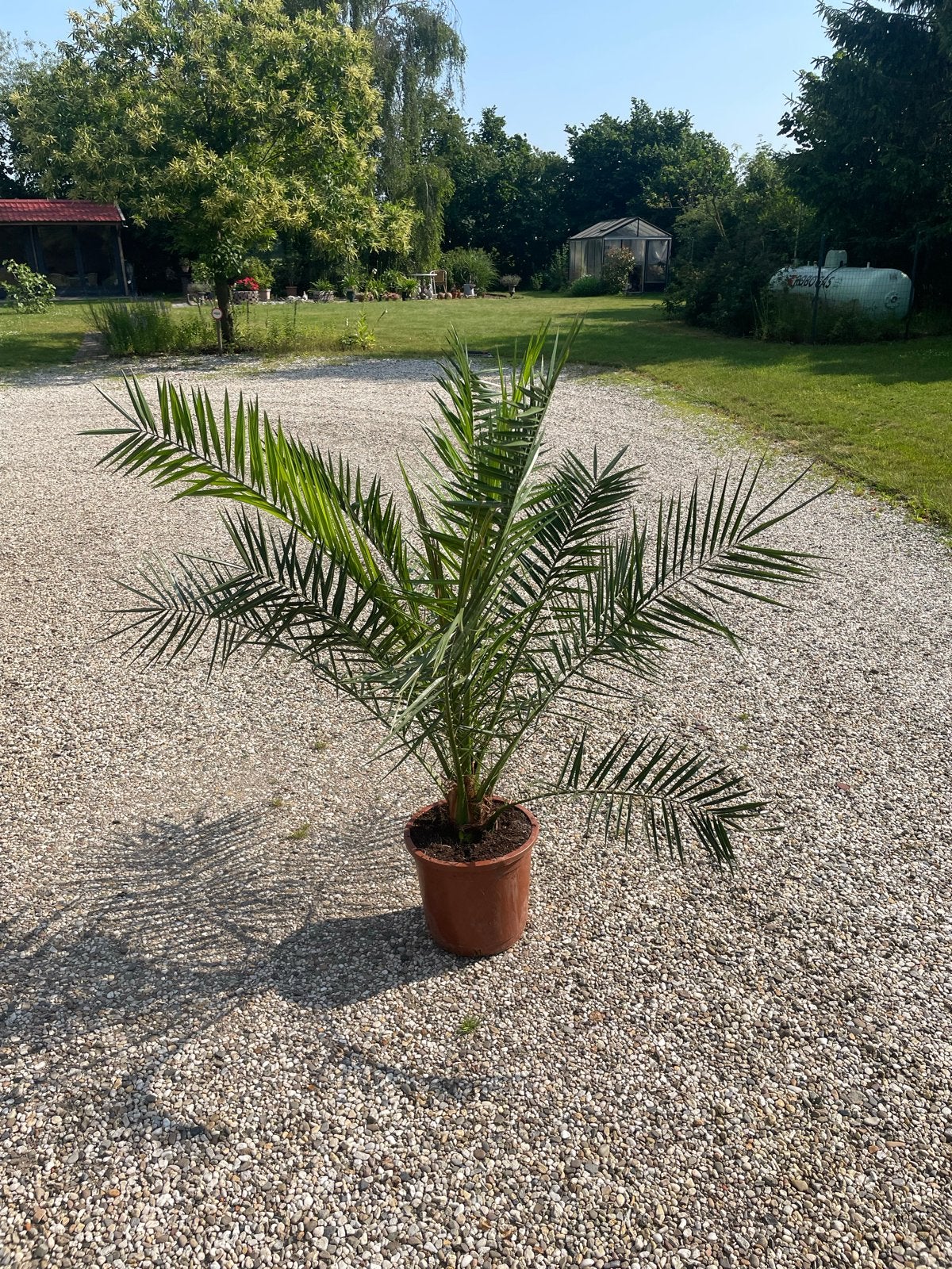 Vaderdag TIP Phoenix palm canariensis, 152 cm pot 32 cm, Ophalen, Volle zon, Vaste plant, Varens
