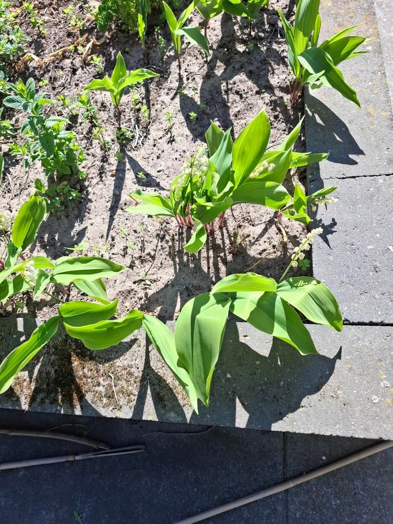 Lelietjes van dalen, Ophalen