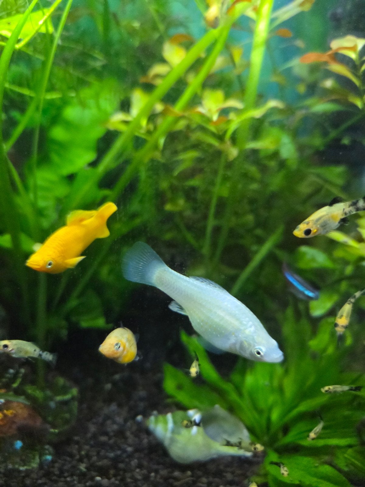 molly's, Dieren en Toebehoren, Vis, Zoetwatervis