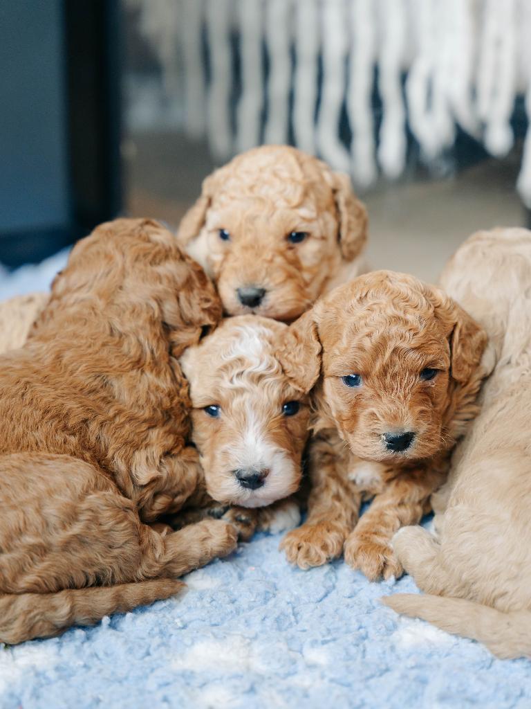 Mini Doodle pups zoeken een fijn huisje, Parvo, 8 tot 15 weken, Meerdere, Nederland