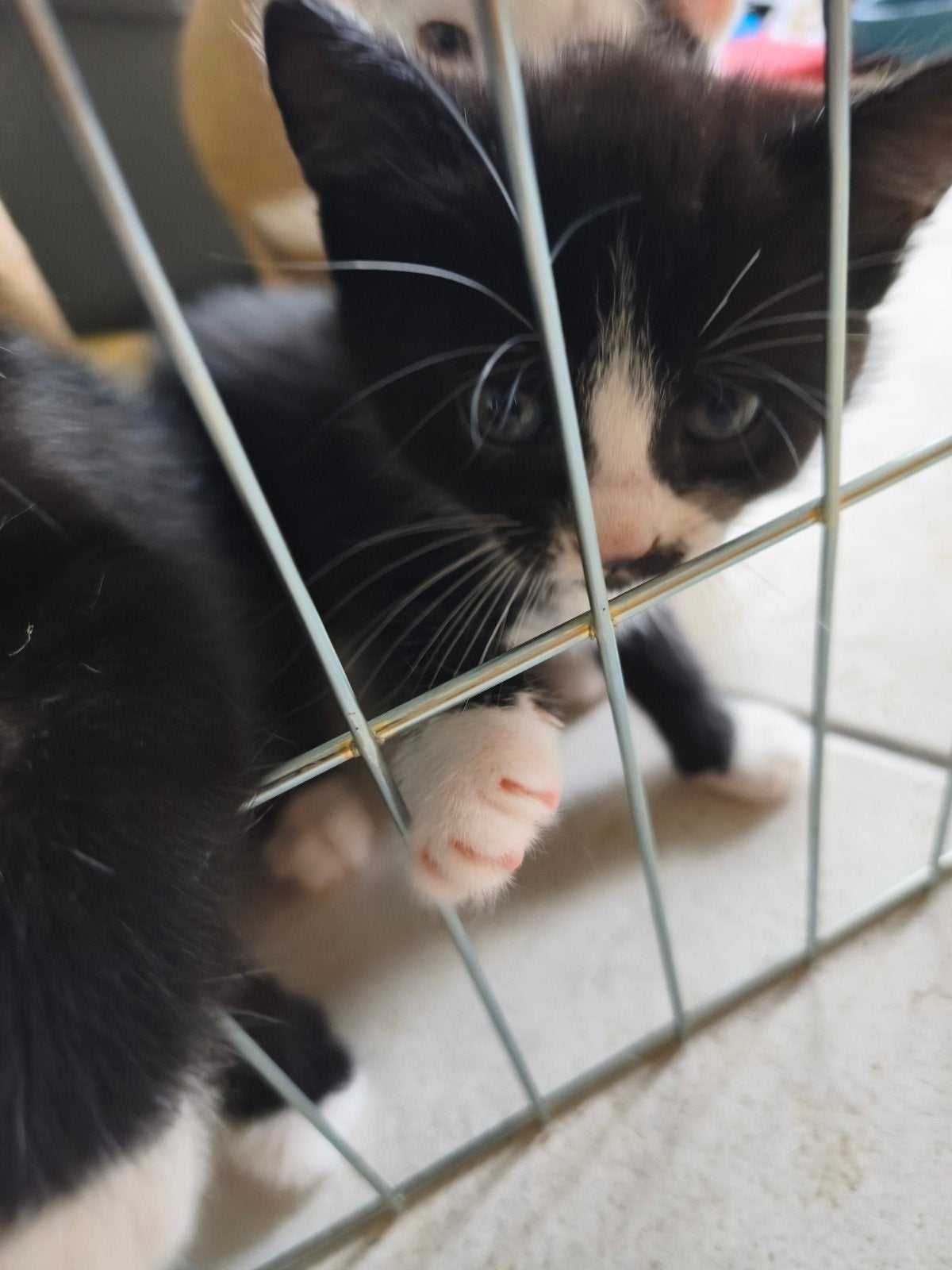 Kittens, Meerdere dieren